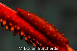 Spindle Cowrie on Red Sea whip by Dorian Borcherds 